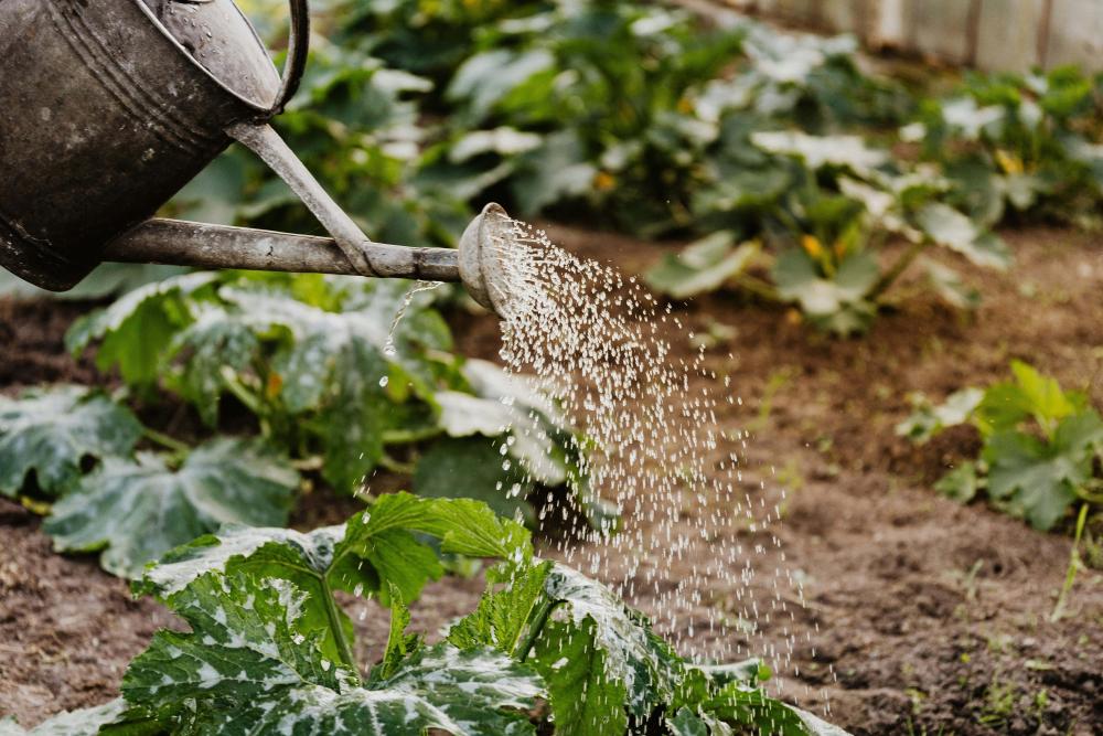 Allotment watering can